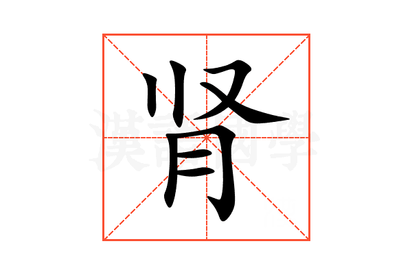 肾